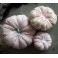 3 Citrouilles Pastel rose, Décor d'automne, Décoration d'Hiver, Potiron, Cucurbitacée, Halloween, Cendrillon
