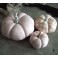 3 Citrouilles Pastel rose, Décor d'automne, Décoration d'Hiver, Potiron, Cucurbitacée, Halloween, Cendrillon