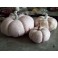 3 Citrouilles Pastel rose, Décor d'automne, Décoration d'Hiver, Potiron, Cucurbitacée, Halloween, Cendrillon